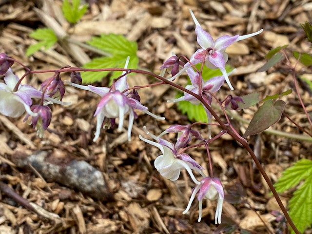 Epimedium grandiflorum &#39;Silver Queen&#39; (Fairy Wings)