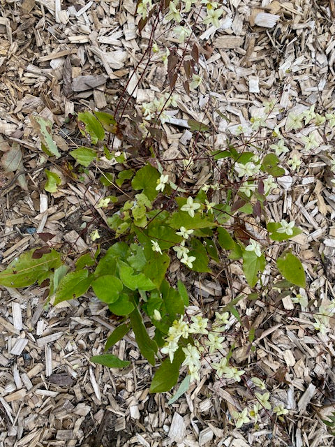 Epimedium x versicolor &#39;Neosulphureum (Fairy Wings)