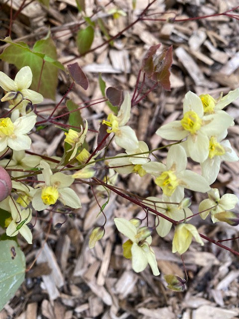 Epimedium x versicolor &#39;Neosulphureum (Fairy Wings)