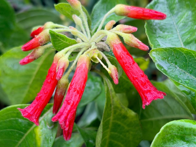 Iochroma fuchsioides (Fuchsia Flowering Iochroma)