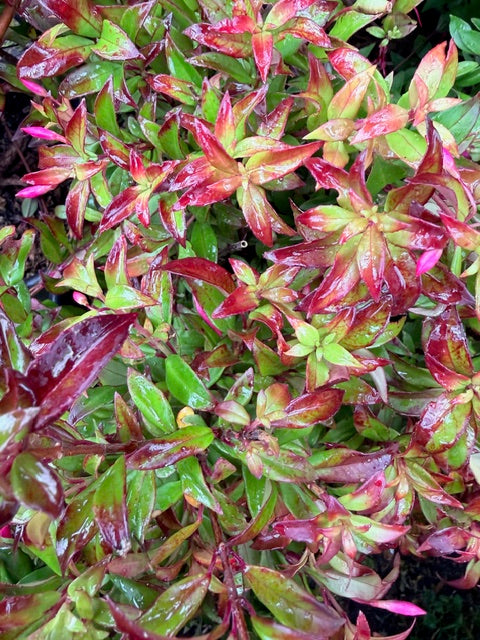 Fuchsia glazioviana (Fuchsia)