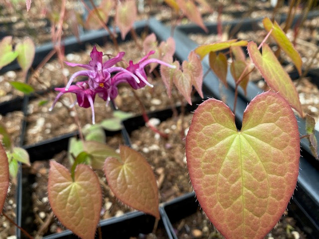 Epimedium sempervivens 'Mars' (Barrenwort)