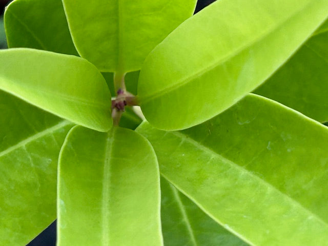 Illicium parviflorum  (Yellow Anise Tree)