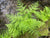 Dryopteris expansa (Northern Wood Fern)