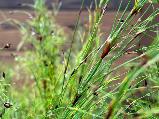 Ischyrolepis subverticillata (Cape Rush)