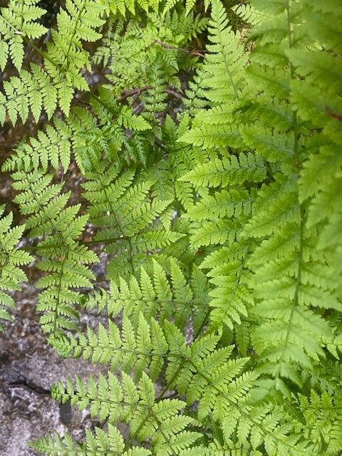 Dryopteris expansa (Northern Wood Fern)