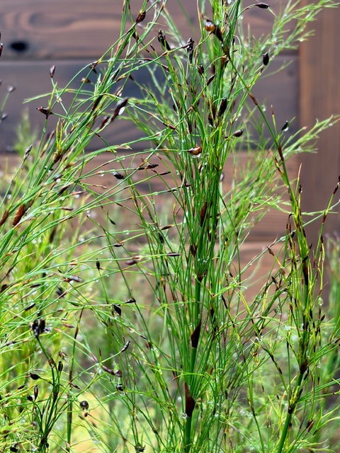Ischyrolepis subverticillata (Cape Rush)