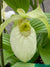 Cypripedium fasciolatum x Aki Pastel'  (Hardy Orchid)