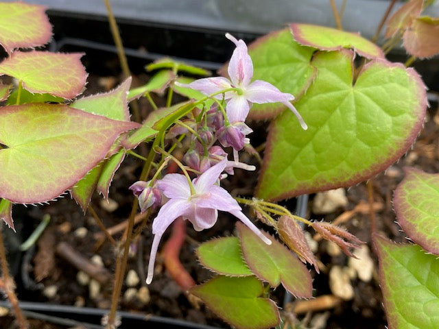 Epimedium &#39;Lilac Cascade&#39; (Fairy Wings)