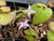 Epimedium 'Lilac Cascade' (Fairy Wings)