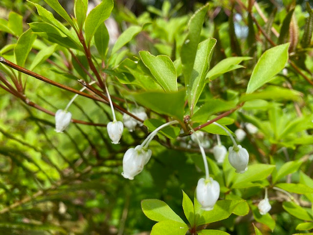 Enkianthus perulatus (White Flowering Enkianthus)