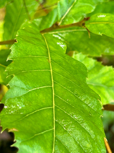 Quercus acutissima &#39;Gobler&#39; (Sawtooth Oak)