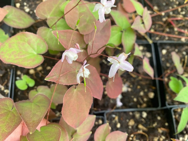 Epimedium x youngianum &#39;Purple Heart&#39; (Fairy Wings)