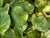 Begonia grandis var. evansiana (Hardy Begonia)
