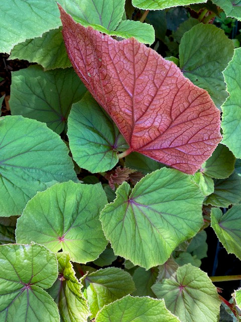 Begonia grandis var. evansiana (Hardy Begonia)