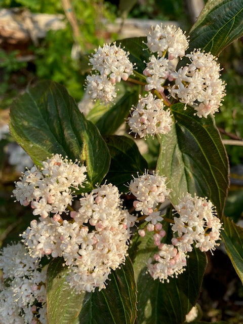 Viburnum setigerum (Tea viburnum)