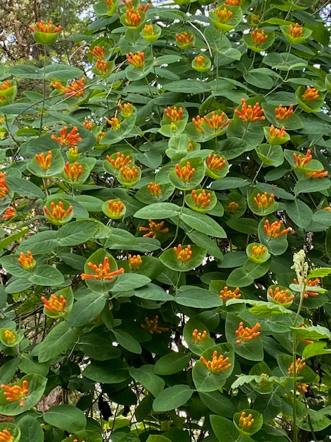 Lonicera ciliosa (Orange Honeysuckle)