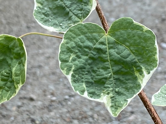 Disanthus cercidifolius 'Ena Nishiki' (Redbud Hazel)