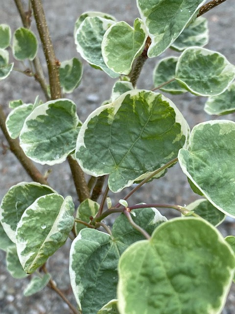 Disanthus cercidifolius &#39;Ena Nishiki&#39; (Redbud Hazel)