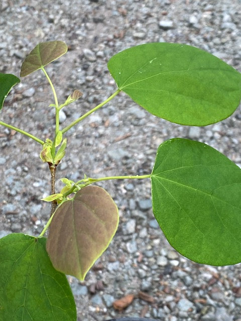 Disanthus cercidifolius &#39;Hawkesridge Form&#39; (Redbud Hazel)