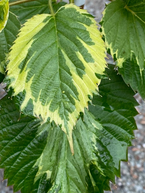 Davidia involucrata 'Aya Nishiki'  (Variegated Dove Tree)