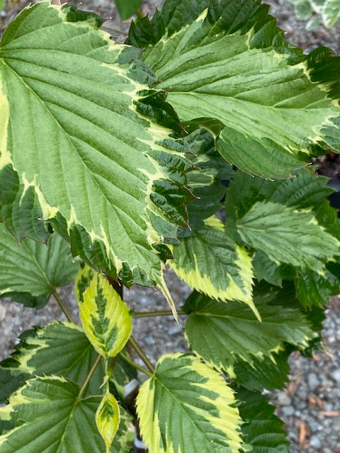 Davidia involucrata &#39;Aya Nishiki&#39;  (Variegated Dove Tree)