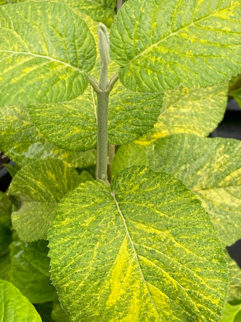 Viburnum lanata &#39;Variegata&#39; (Variegated Viburnum)