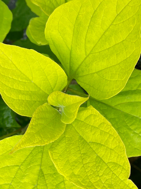 Clerodendron trichotomum &#39;Golden Glory&#39;  (Gold Leaf Glory Bower)