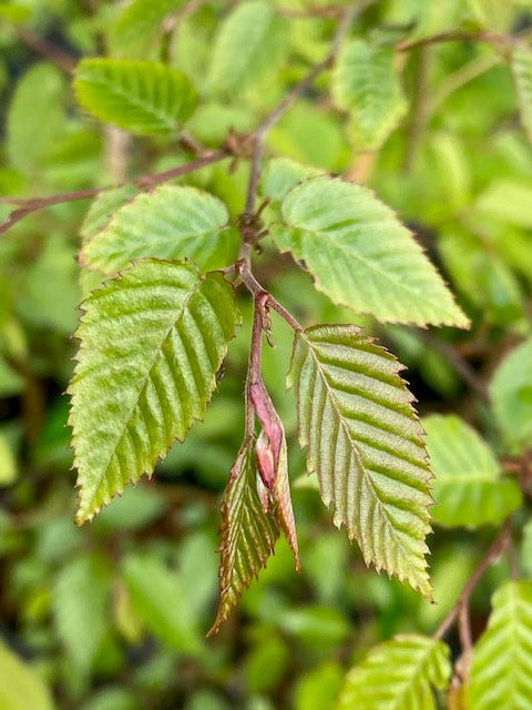 Carpinus kawakamii (Taiwan Hornbeam)
