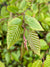 Carpinus kawakamii (Taiwan Hornbeam)