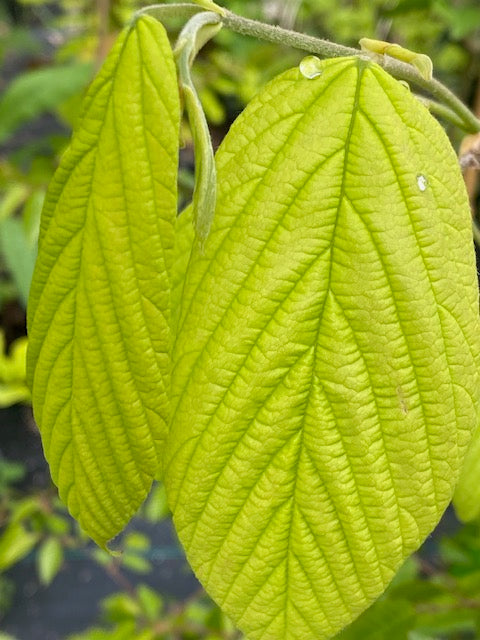 Corylopsis spicata Evergreen Form (Evergreen Winterhazel)