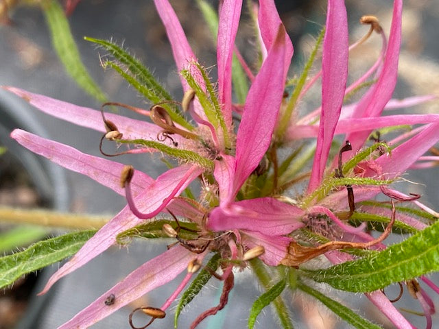 Rhododendron stenopetalum var. linearifolium (Evergreen Species Azalea)