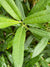 Salix drummondiana  (Drummond Willow)