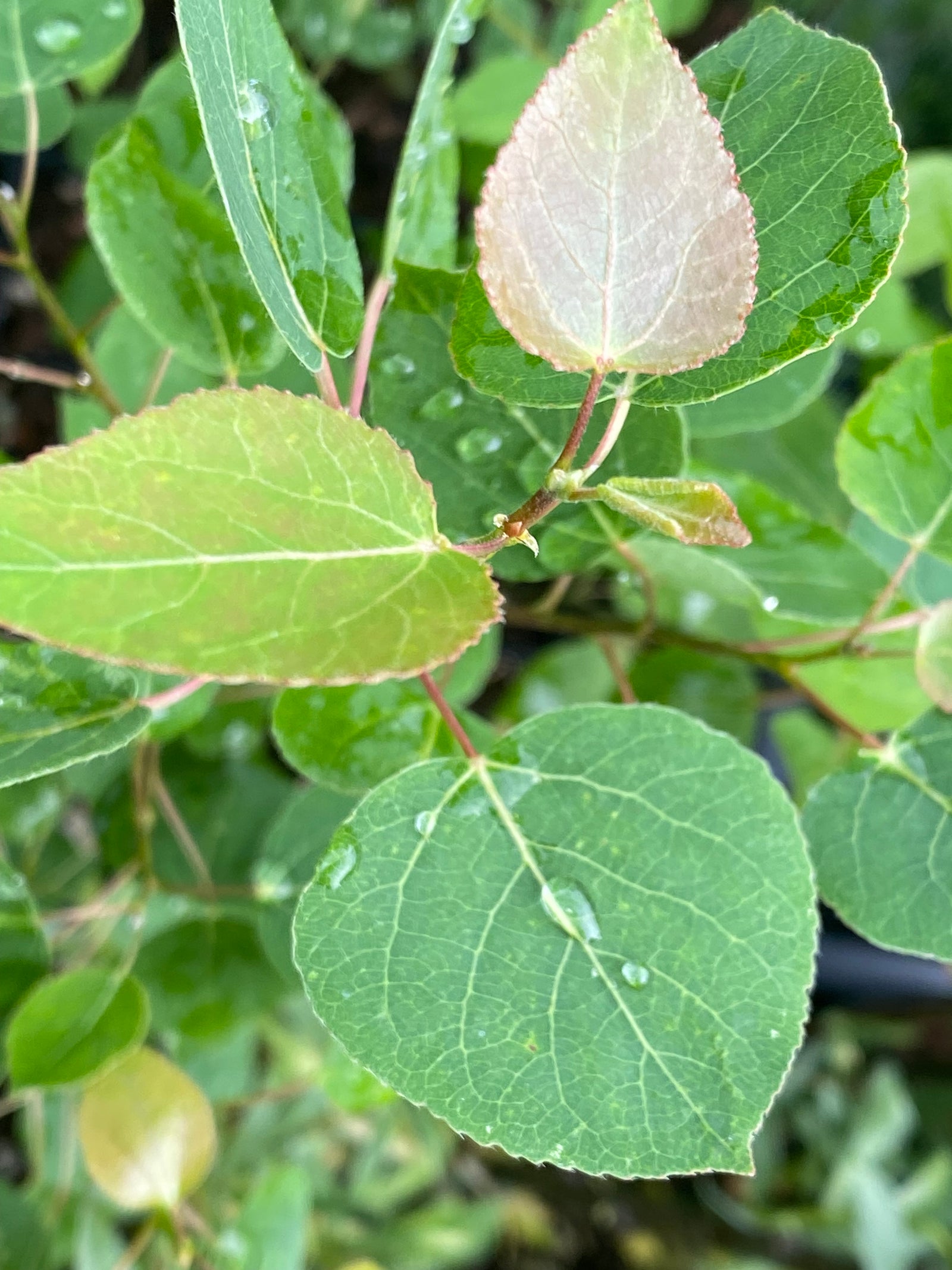 Populus tremuloides (Quaking Aspen)