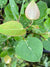 Populus tremuloides (Quaking Aspen)