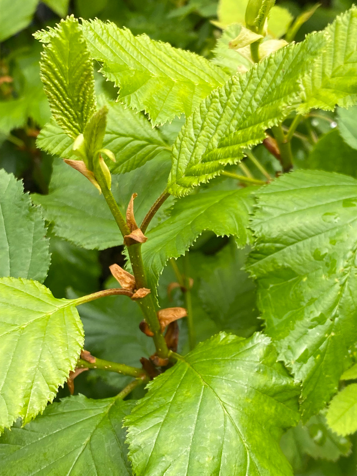 Alnus viridis ssp. sinuata (Sitka Alder)