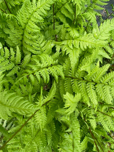 Athyrium filix-femina subsp. angustum f rubellum 'Lady in Red' (Red Stem Lady Fern)