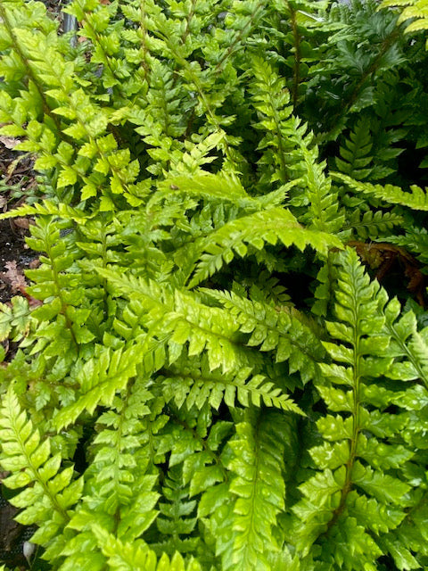 Polystichum neolabatum  (Asian Saber Fern, Long-Eared Holly Fern)