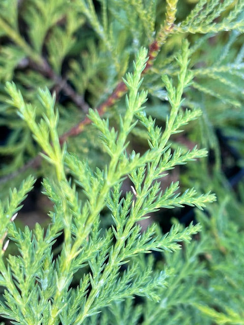 Callitropsis nootkatensis  (Alaskan Yellow Cedar)