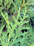 Callitropsis nootkatensis  (Alaskan Yellow Cedar)