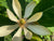 Magnolia obovata syn. M. hypoleuca (Big-Leaf Magnolia)