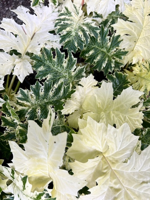 Acanthus 'Whitewater'  (Variegated Bear's Breech)