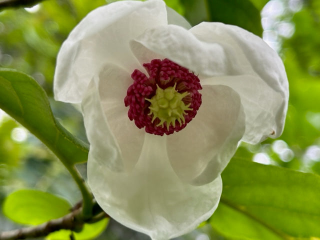 Magnolia sieboldii (Oyama Magnolia)