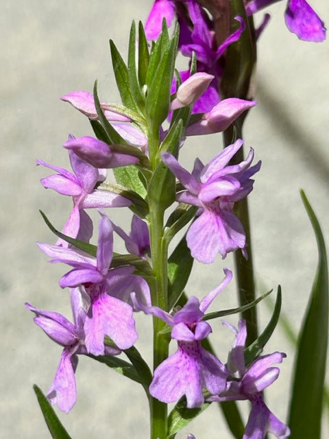 Dactylorhiza praetermissa x foliosa (Marsh Orchid)