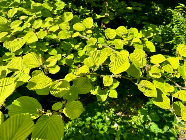 Corylopsis spicata &#39;Golden Spring&#39; (Winterhazel)