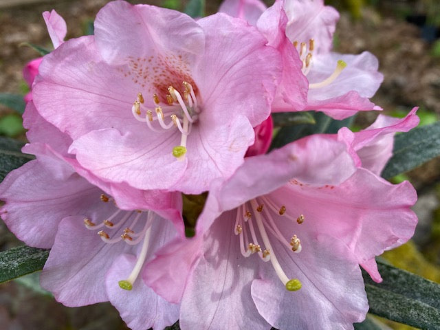 Rhododendron makinoi x pachysanthum (Rhododednron)