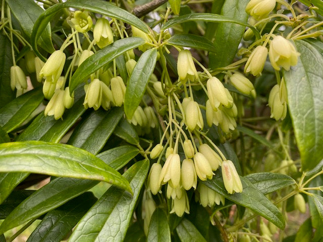 Holboellia angustifolia var. linearifolia (Sausage Vine)