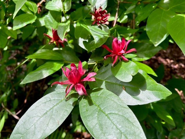 Calycanthus occidentalis (Spice Bush)