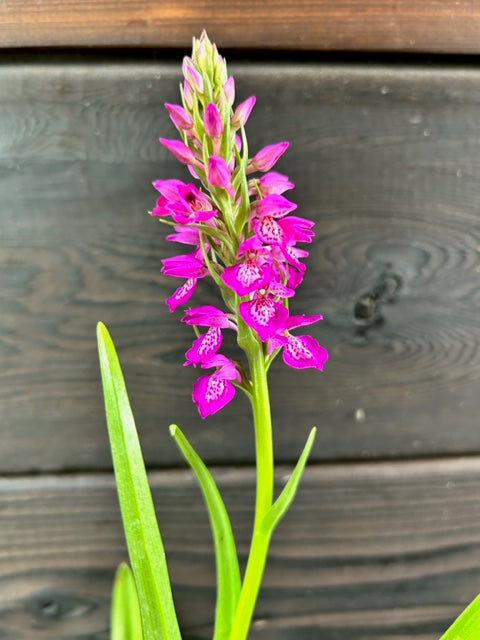 Dactylorhiza incarnata ssp. coccinea x iberica (Marsh Orchid)