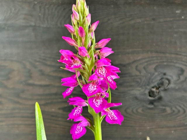 Dactylorhiza incarnata ssp. coccinea x iberica (Marsh Orchid)